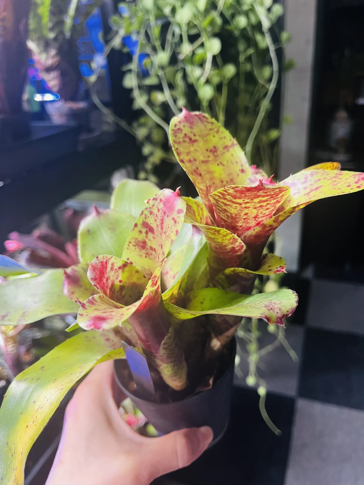 ネオレゲリア　ラズベリーマフィン　