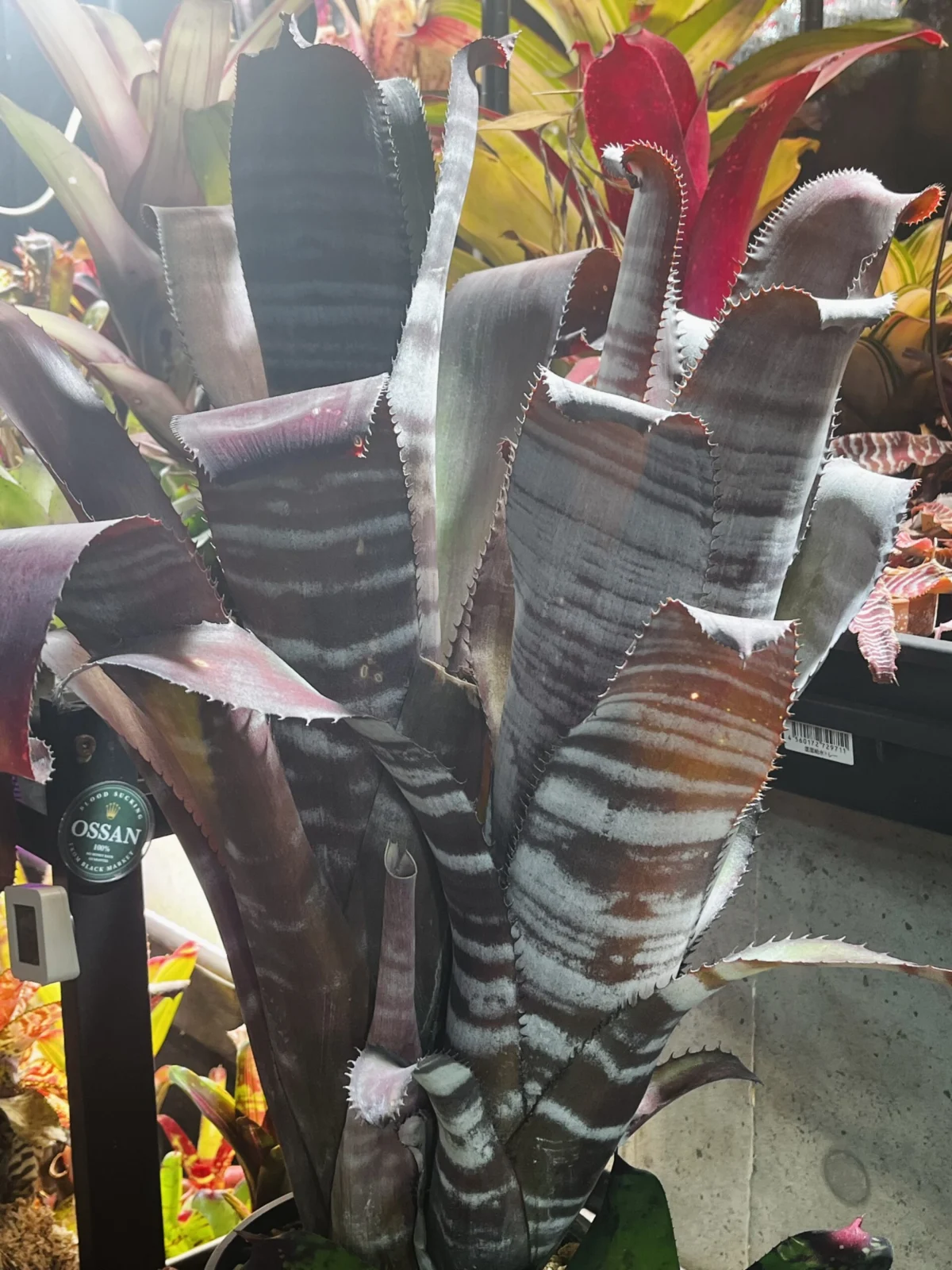 ビルベルギア スキーピースリー 成長記録