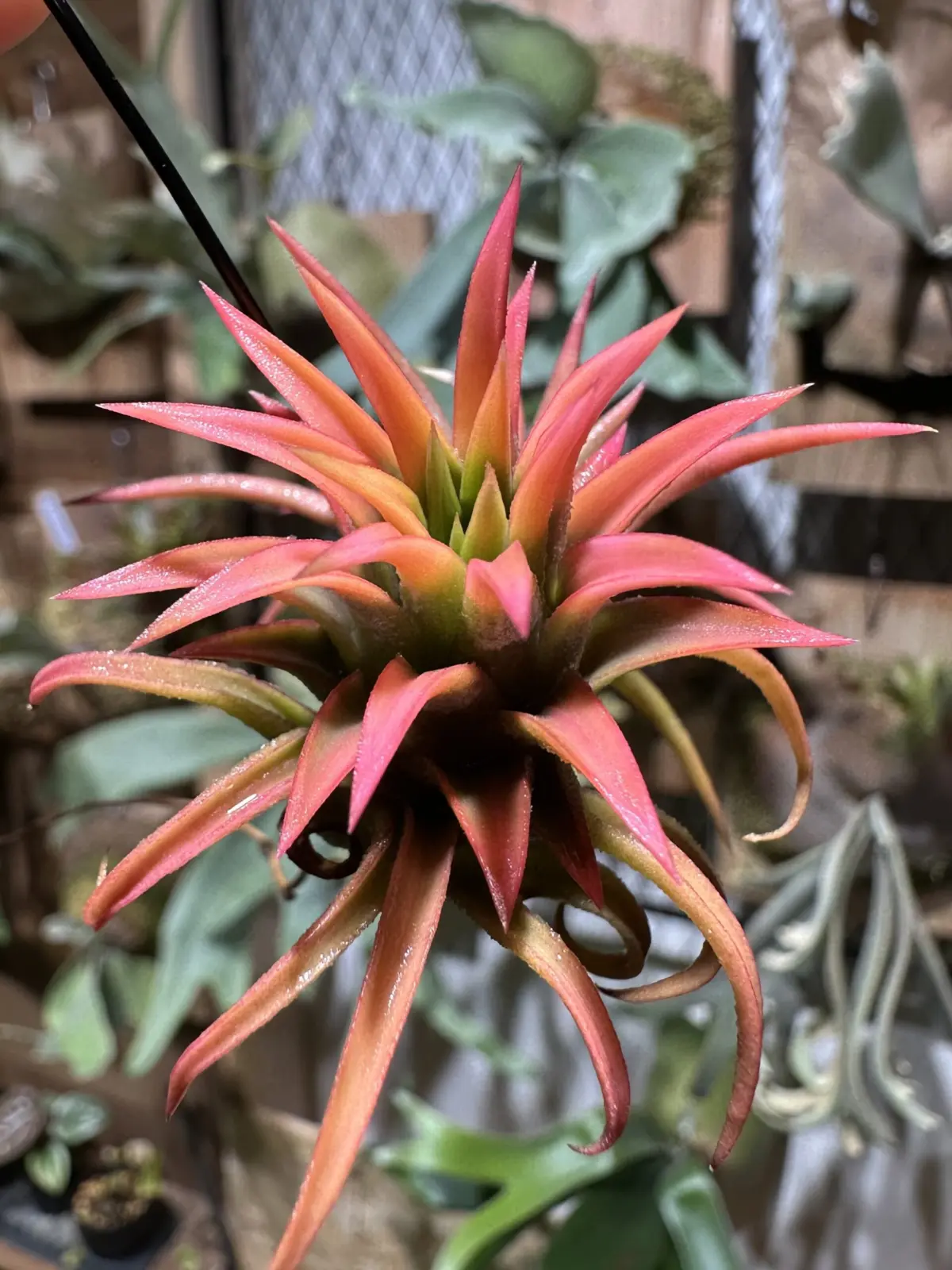 ティランジア　イオナンタ　オールウェイズピンク