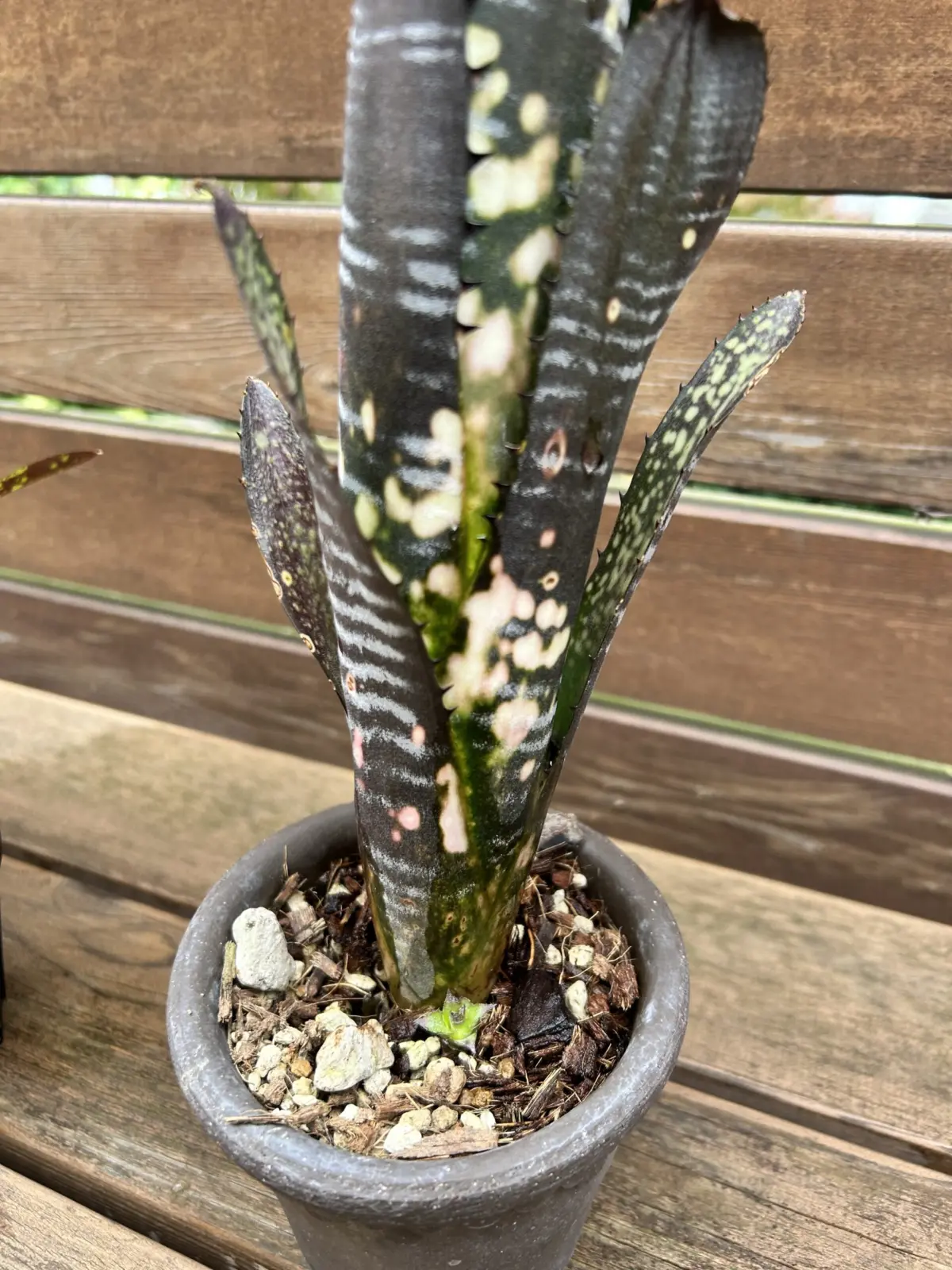 ビルベルギア　ビッタータ　ドミンゴスマルティンス