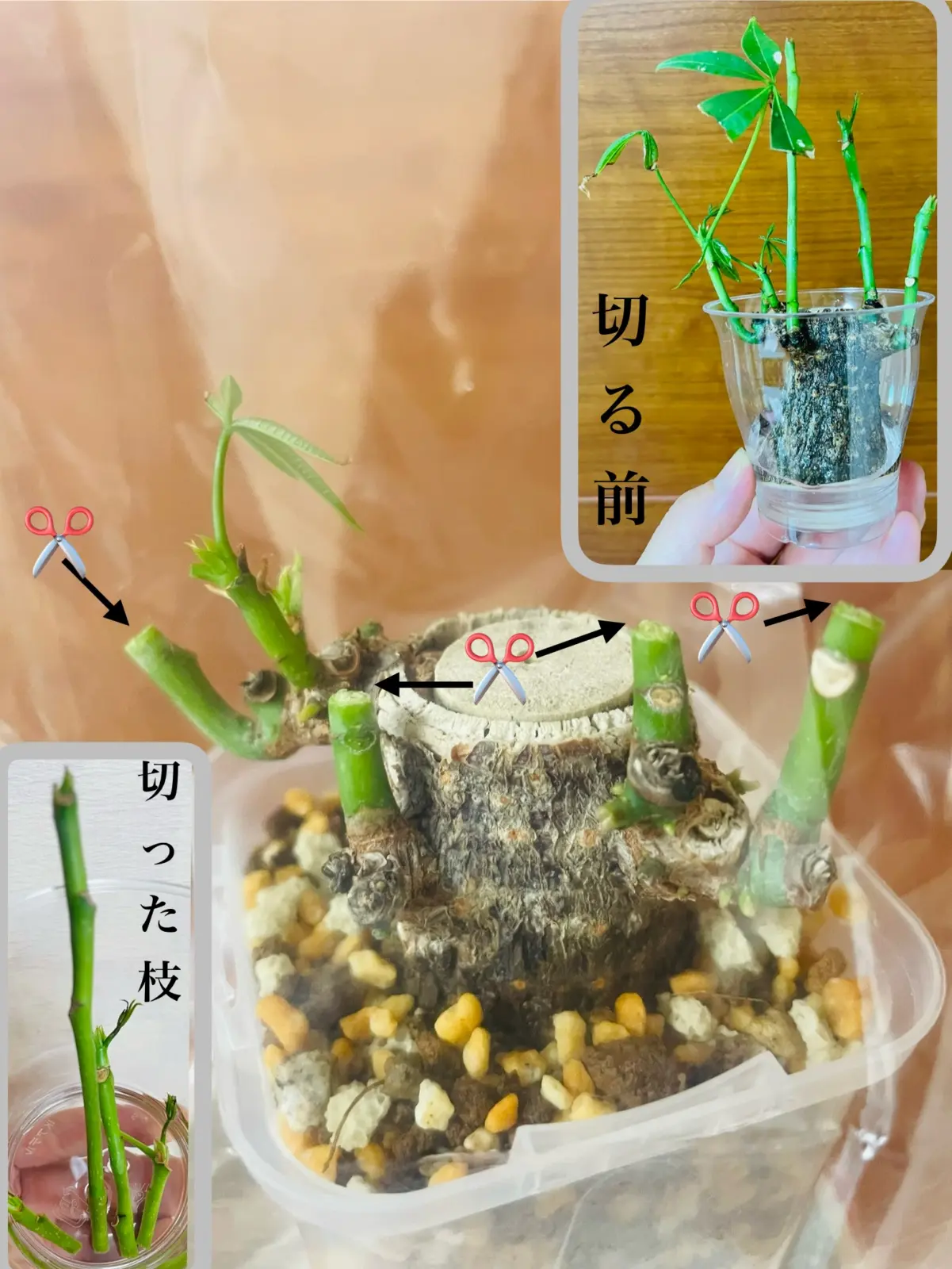 パキラ　挿木　新芽カット