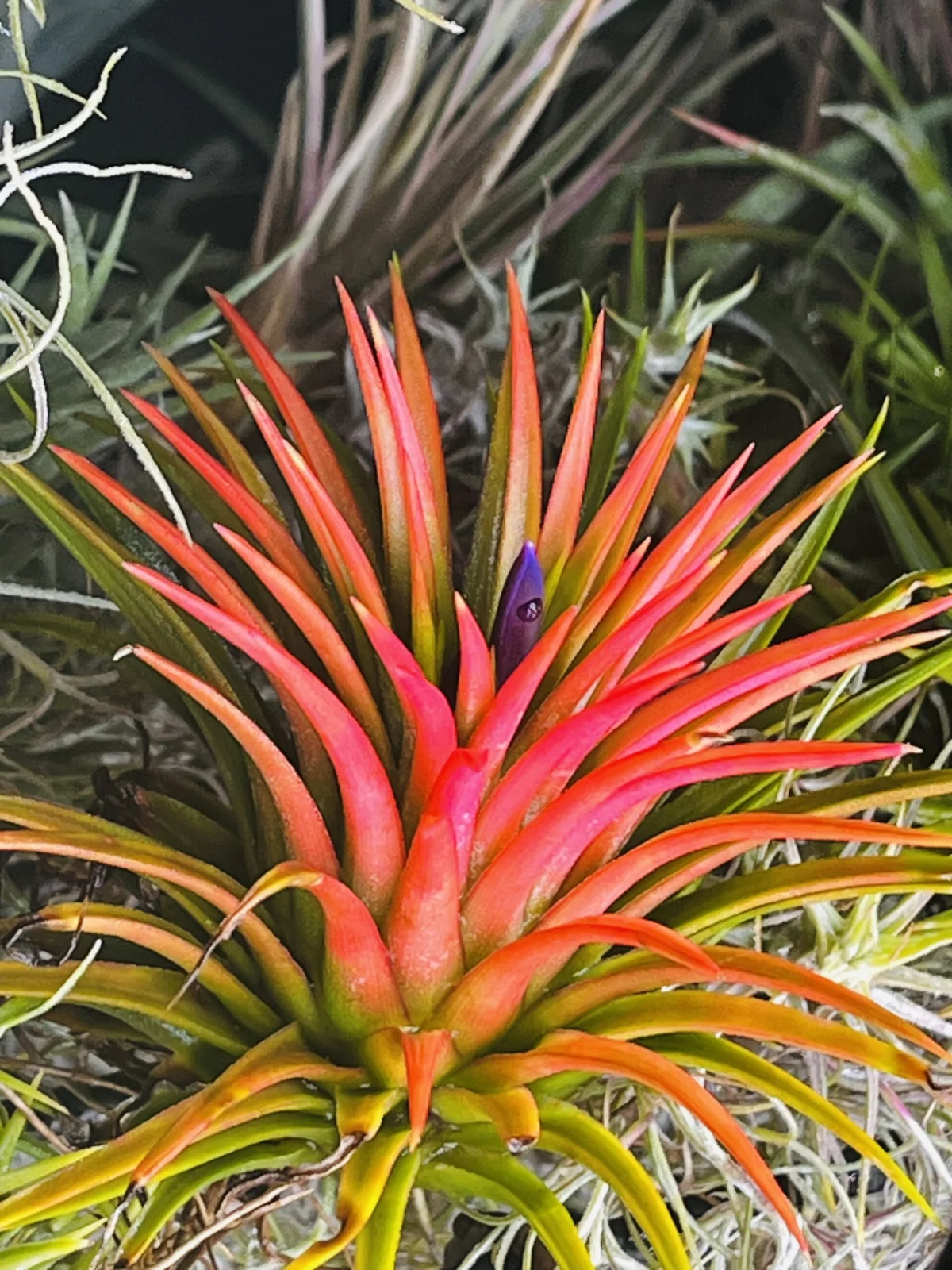 ティランジア　イオナンタ　品種不明