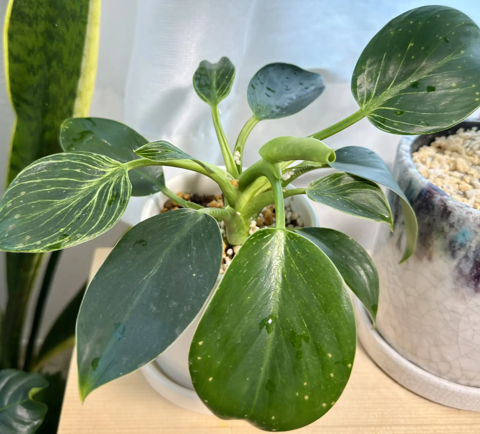 フィロデンドロン 　バーキン 斑点病ではなく肥料切れ