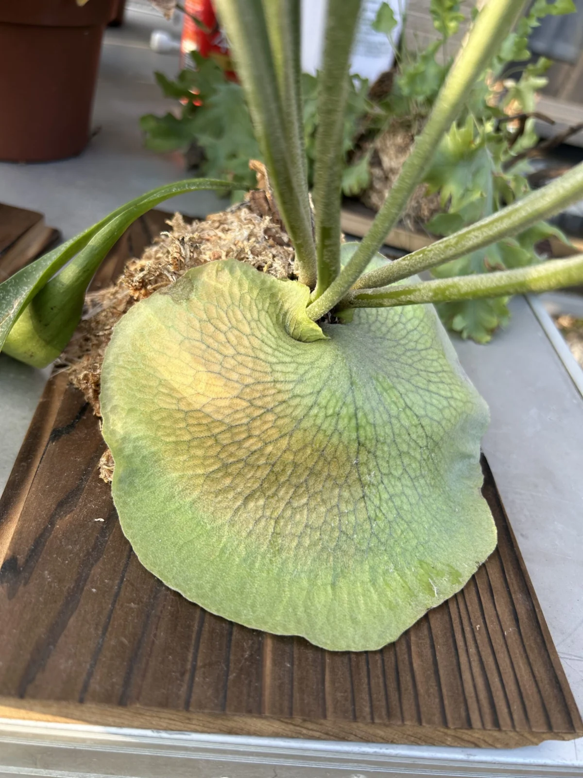 ビカクシダ/札落ち