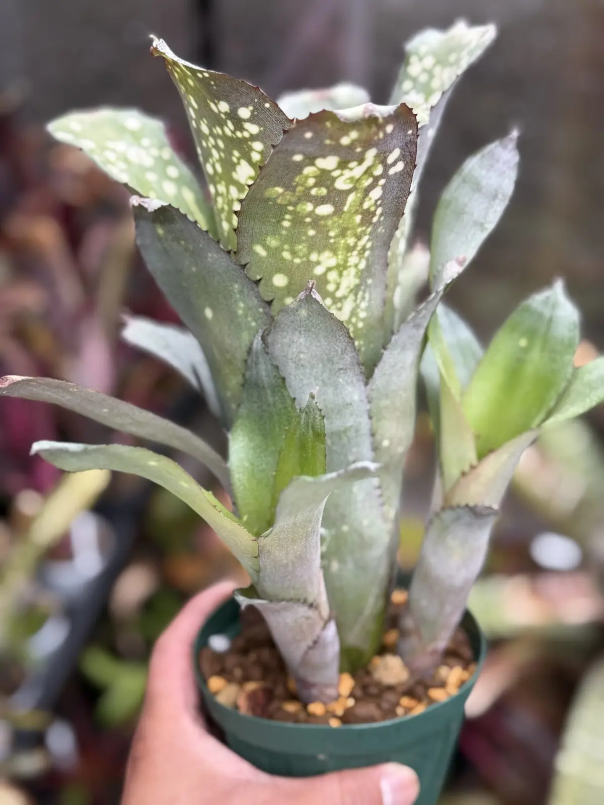 ビルベルギア アラカイ