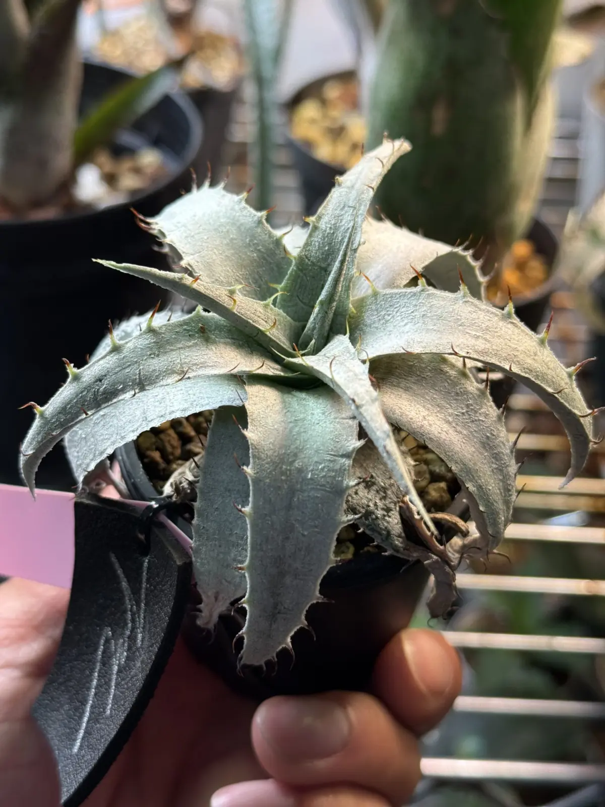 ディッキア ブラウニー実生