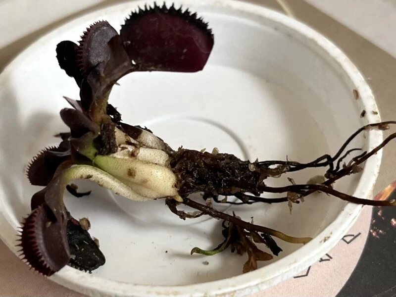食虫植物　ハエトリソウ　ハエトリグサ　ディオネア　マスシプラ　レッドピラニア