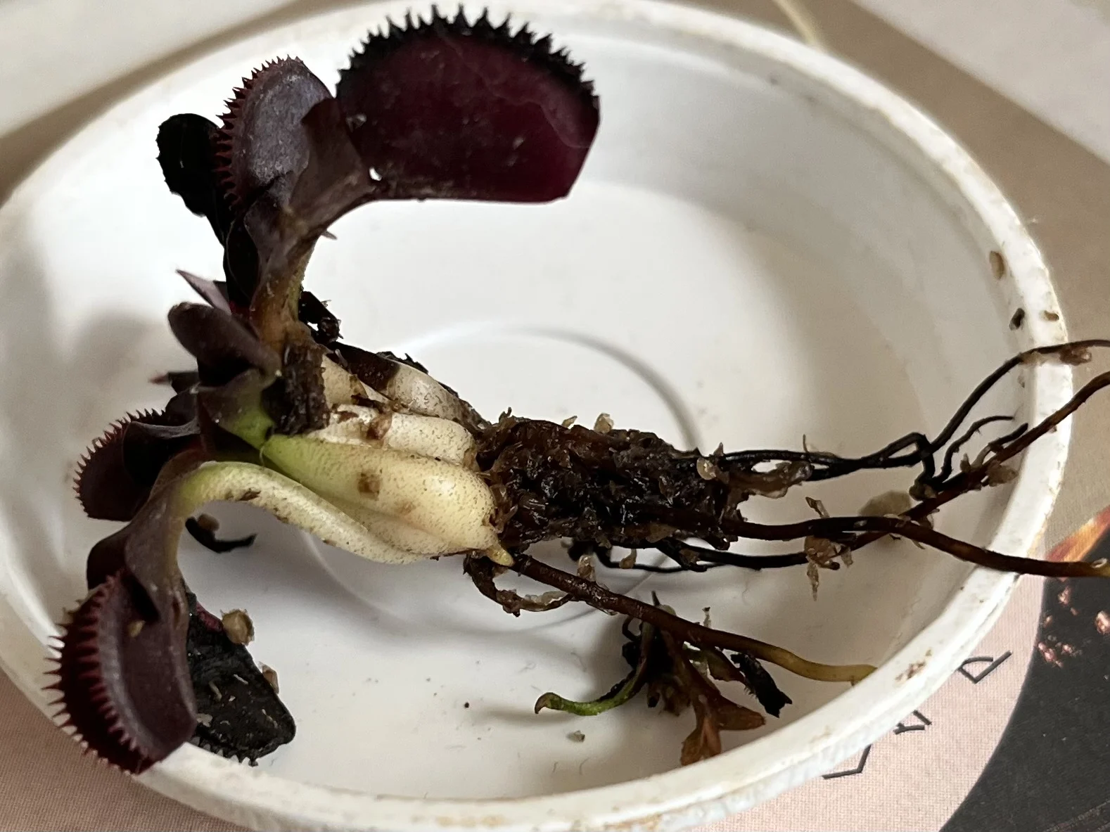 食虫植物　ハエトリソウ　ハエトリグサ　ディオネア　マスシプラ　レッドピラニア