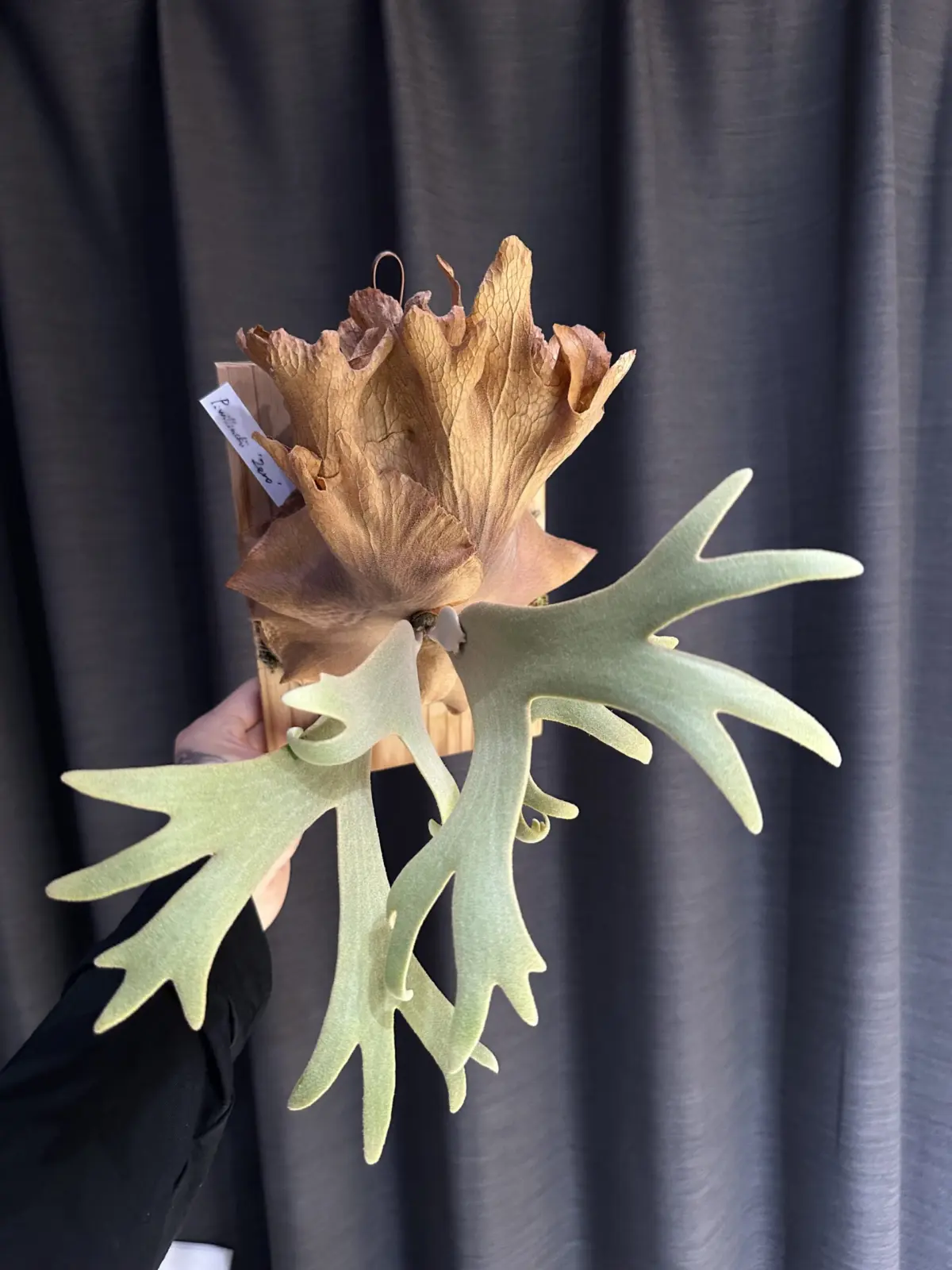 ビカクシダ　ウィリンキー　ゼロ