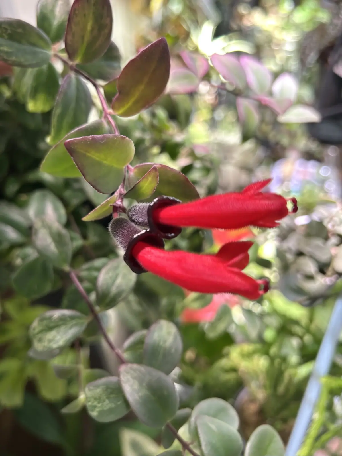 エスキナンサス ラディスカンス 斑入り