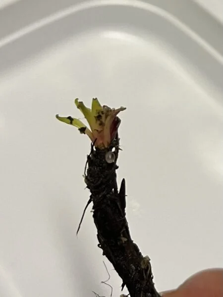 食虫植物 イトバモウセンゴケ 害虫 ナメクジ 卵 モウセンゴケ ドロセラ フィリフォルミス