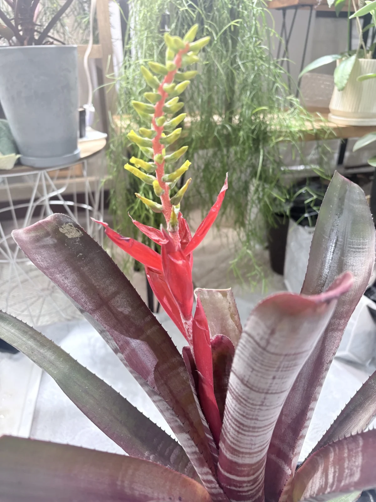 エクメア　クランベリーフロスト　花