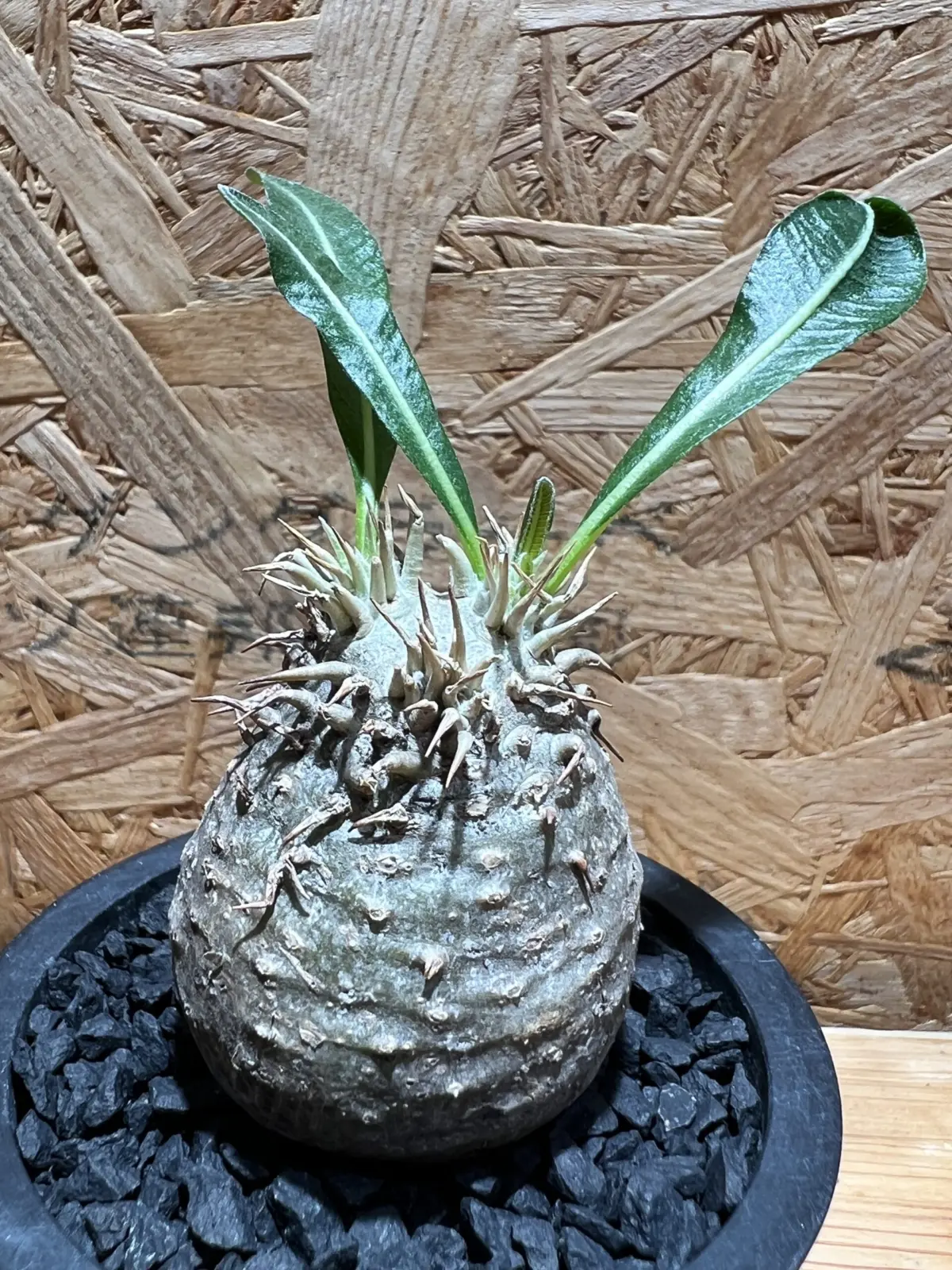 パキポディウム　グラキリス　現地