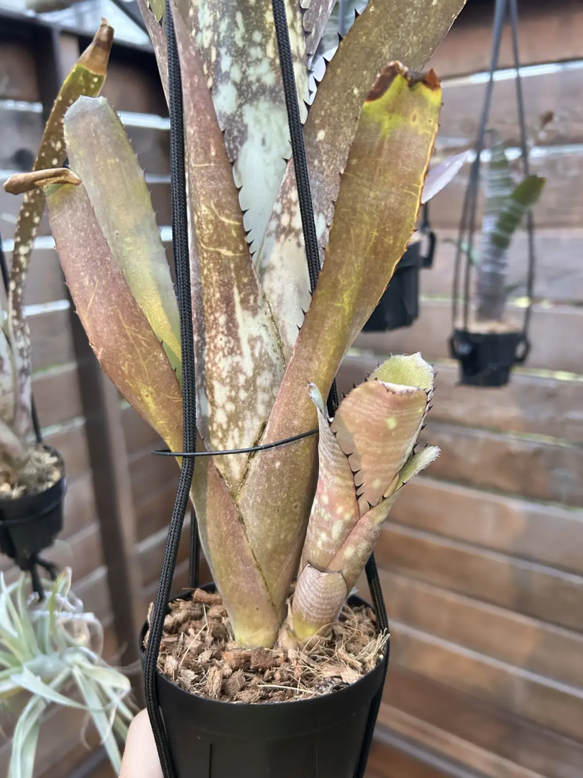 ビルベルギア　カハカイ　子株