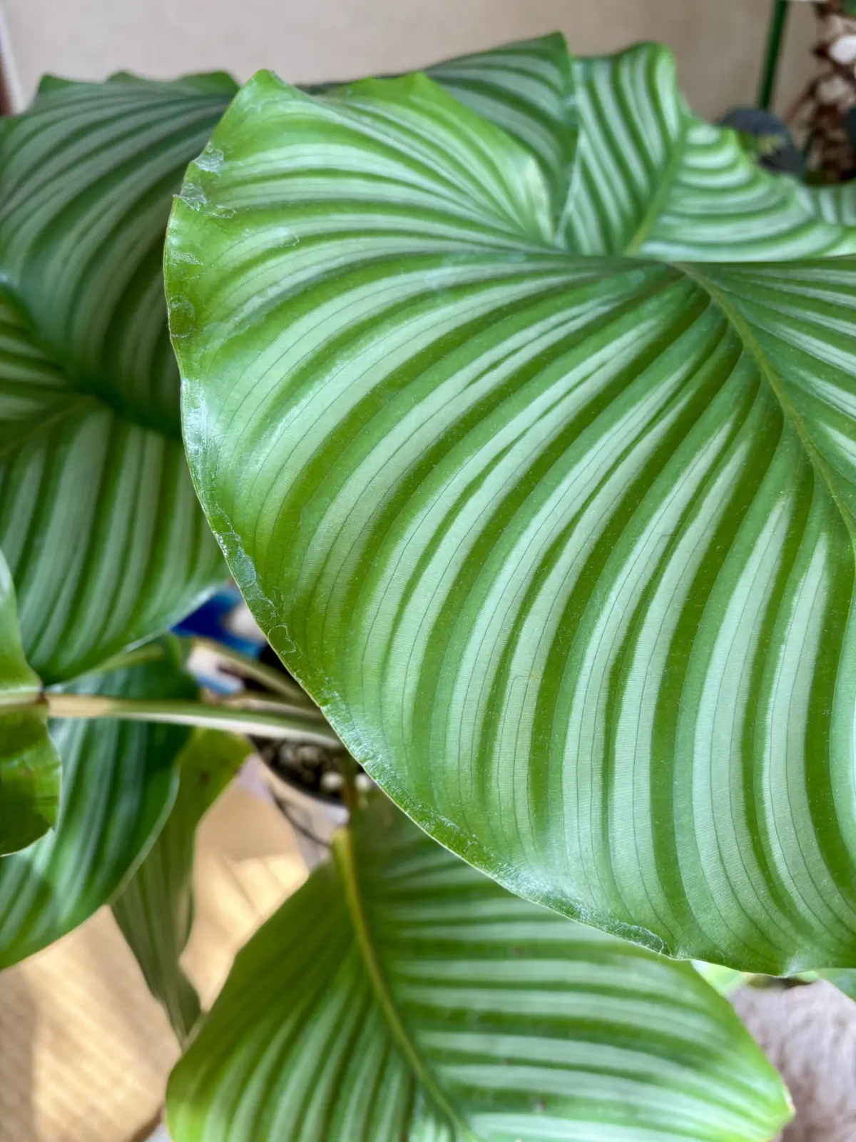 カラテア/オルビフォリア