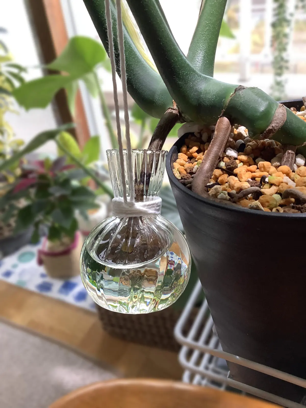 モンステラ　次男