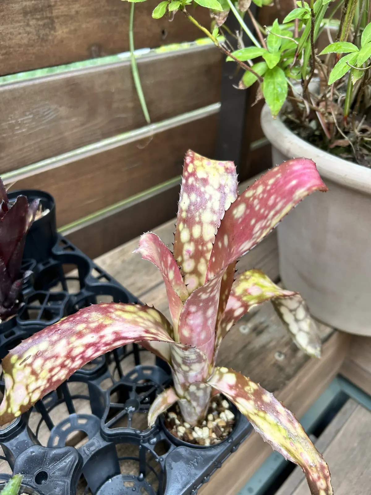 ビルベルギア　コーランクランチ×コーランアポカリプティック