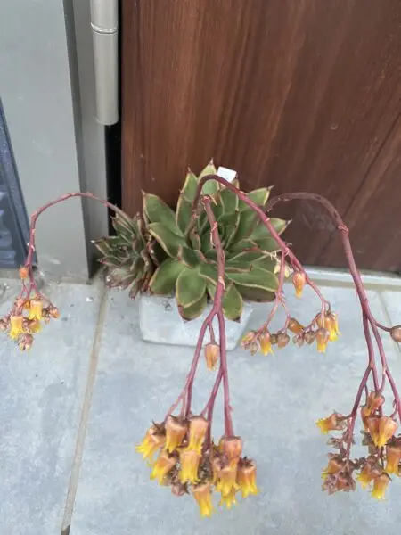 エケベリア　多肉　ルブラ　花