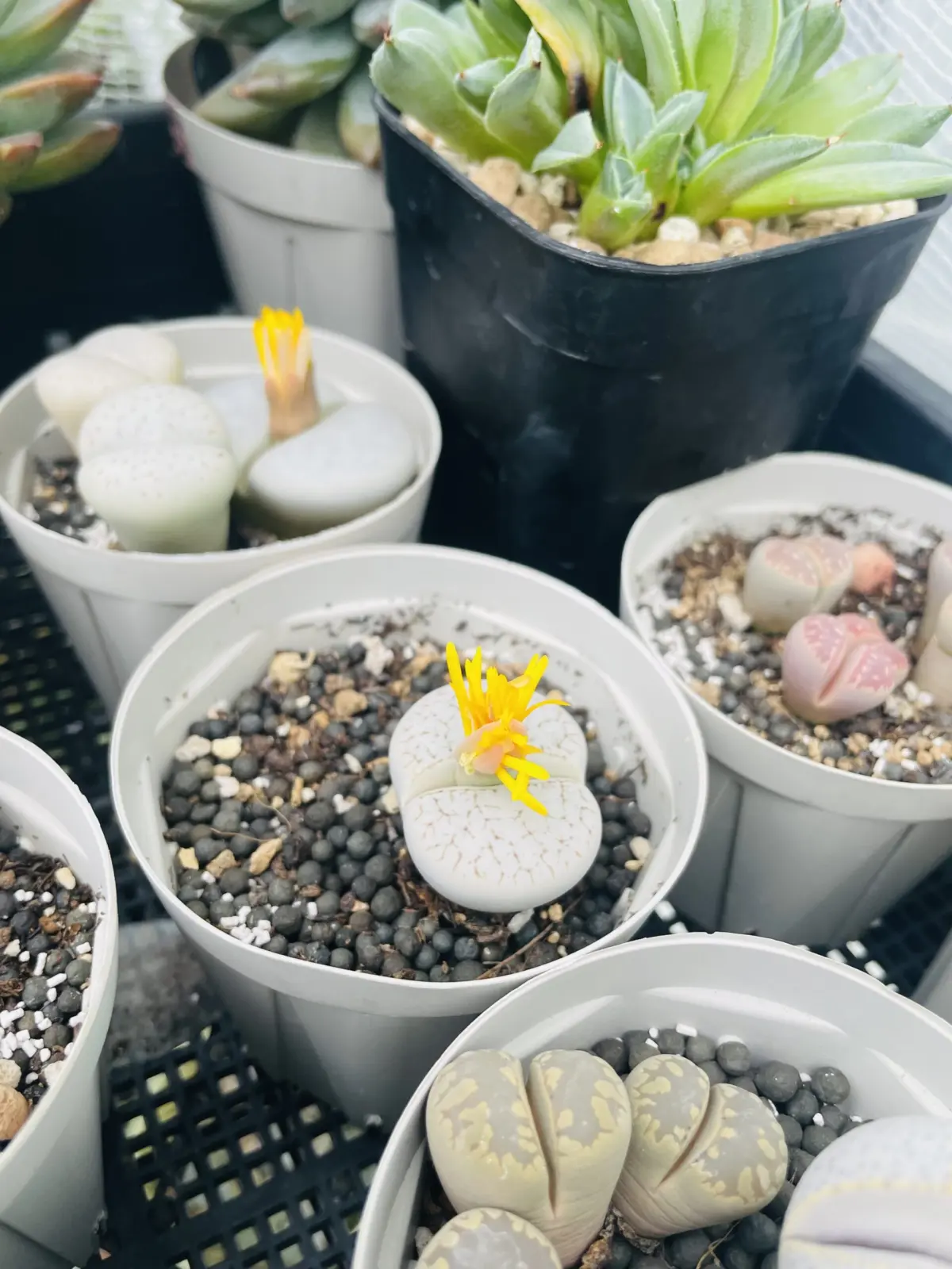 リトープス　白曲　白い蔵人玉　花