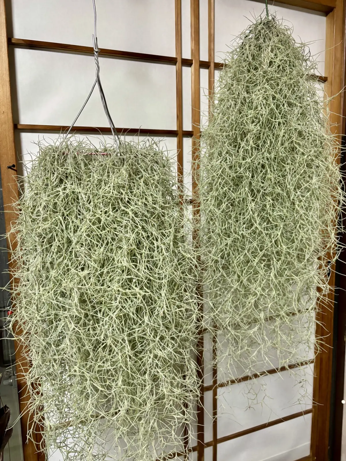 ティランジア/ウスネオイデス