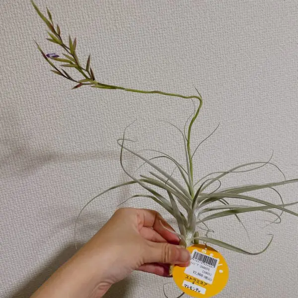 ティランジア　チランジア　ストラミネア　マレモンティ