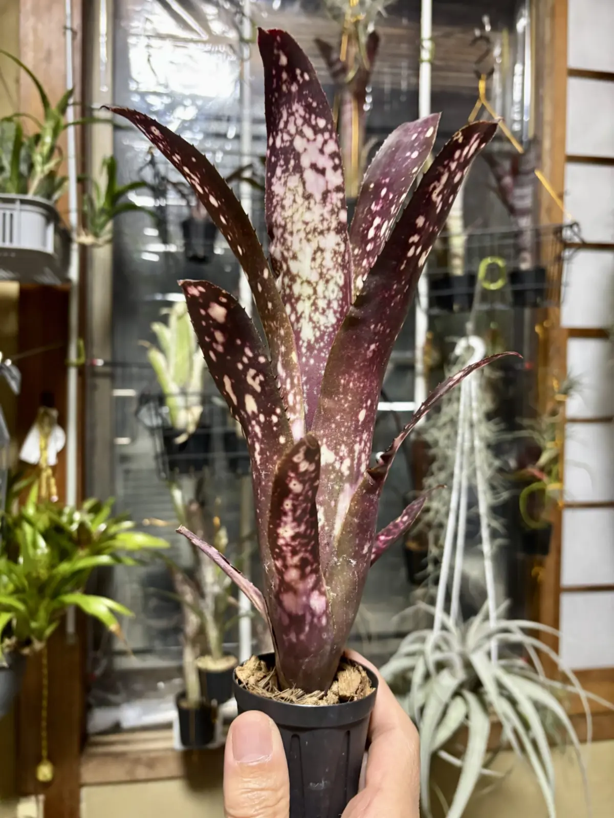 ビルベルギア/ハレルヤ