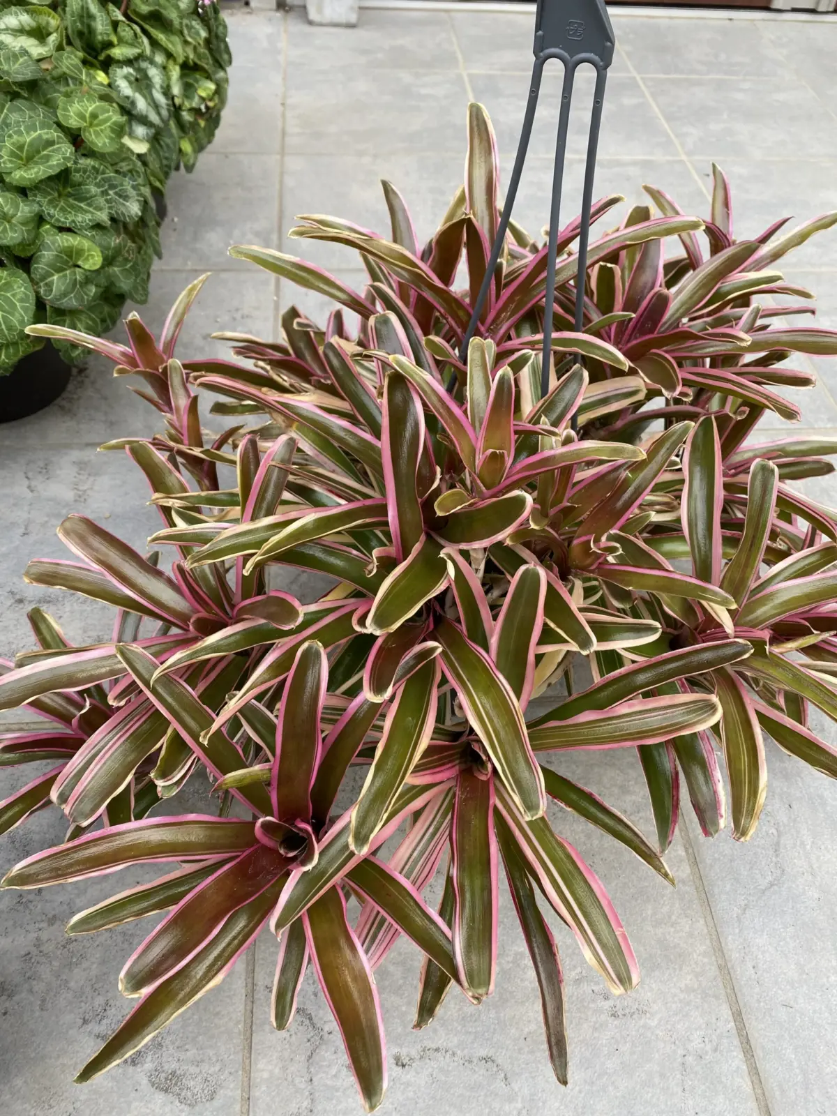 ネオレゲリア　ファイヤーボール