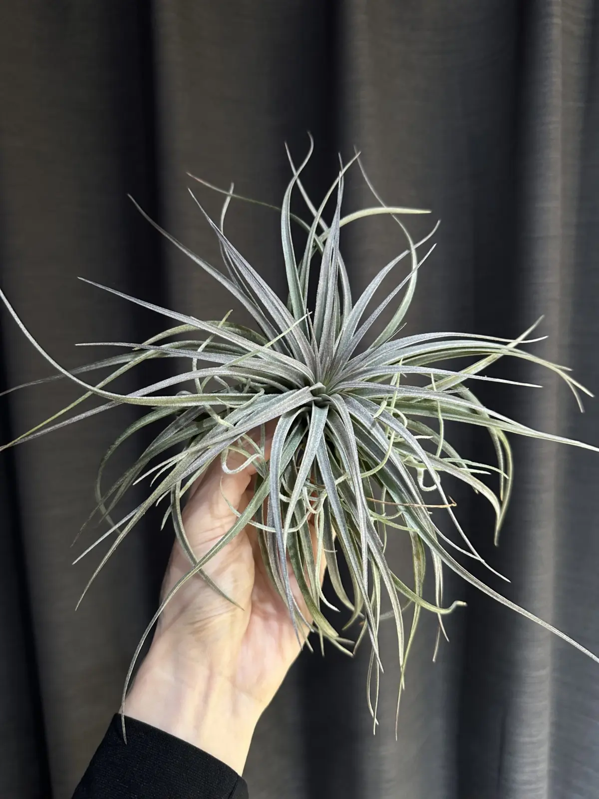 ティランジア　sp525