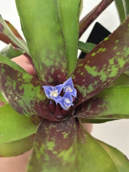 ネオレゲリア　リリープー　花