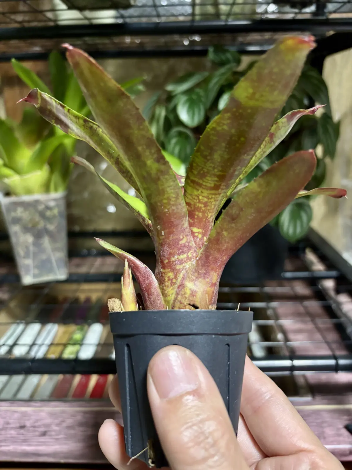 ネオレゲリア/リリープー