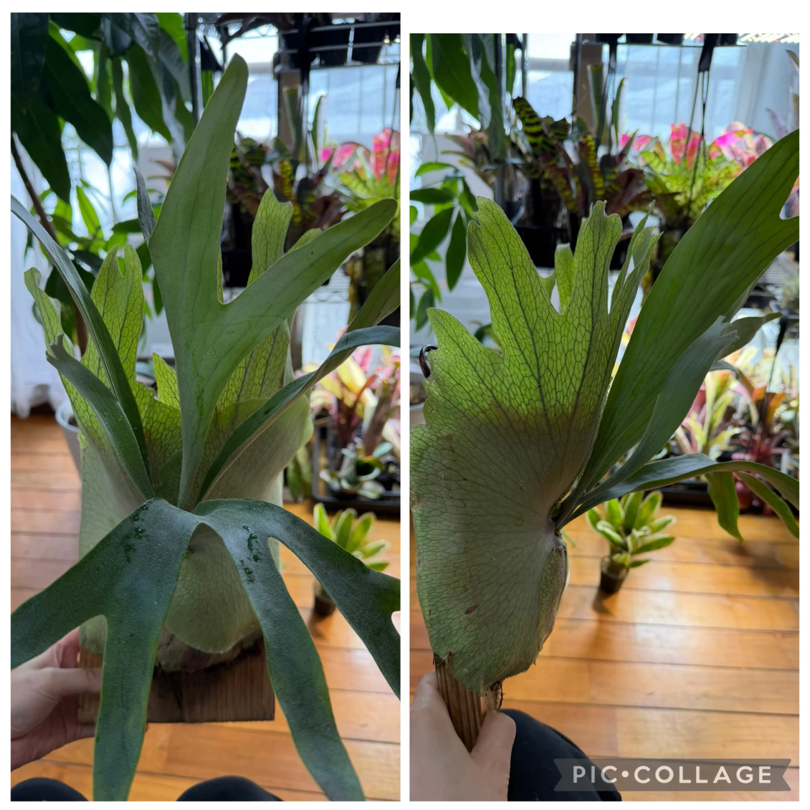 ビカクシダ　ディバーシフォリウム　ウィリンくるくる