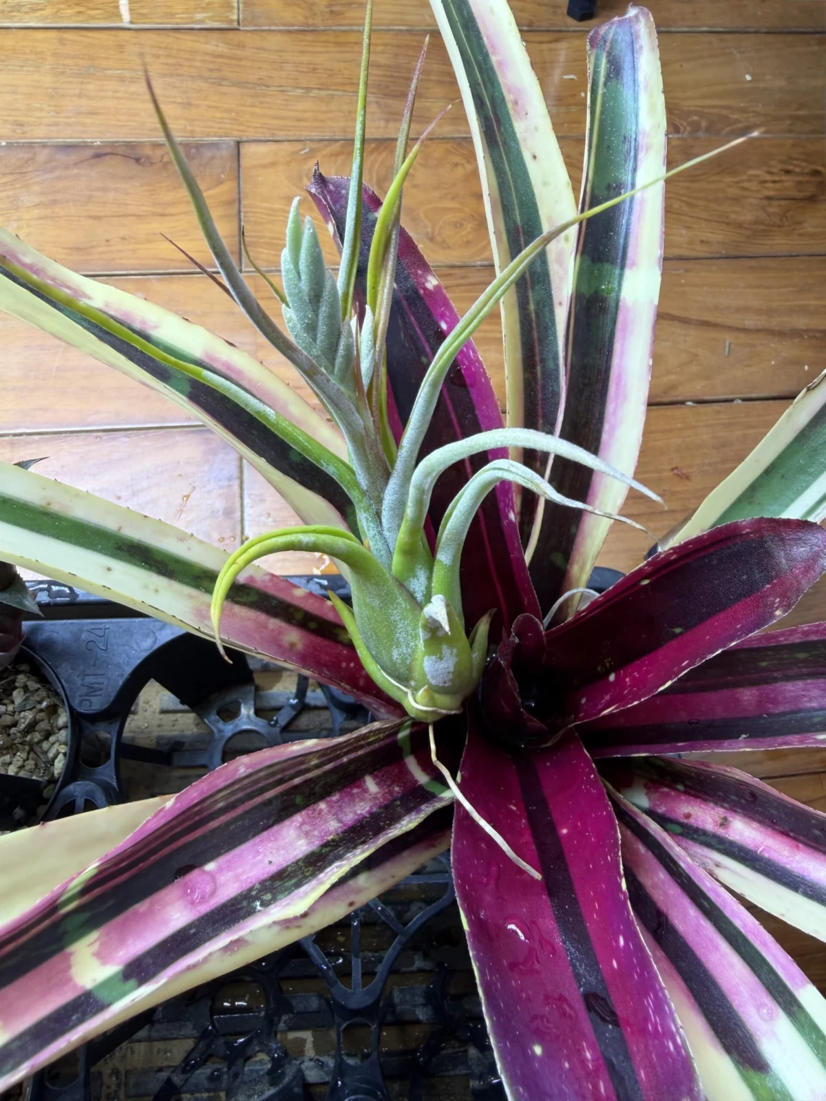 ティランジア　シルシナータ