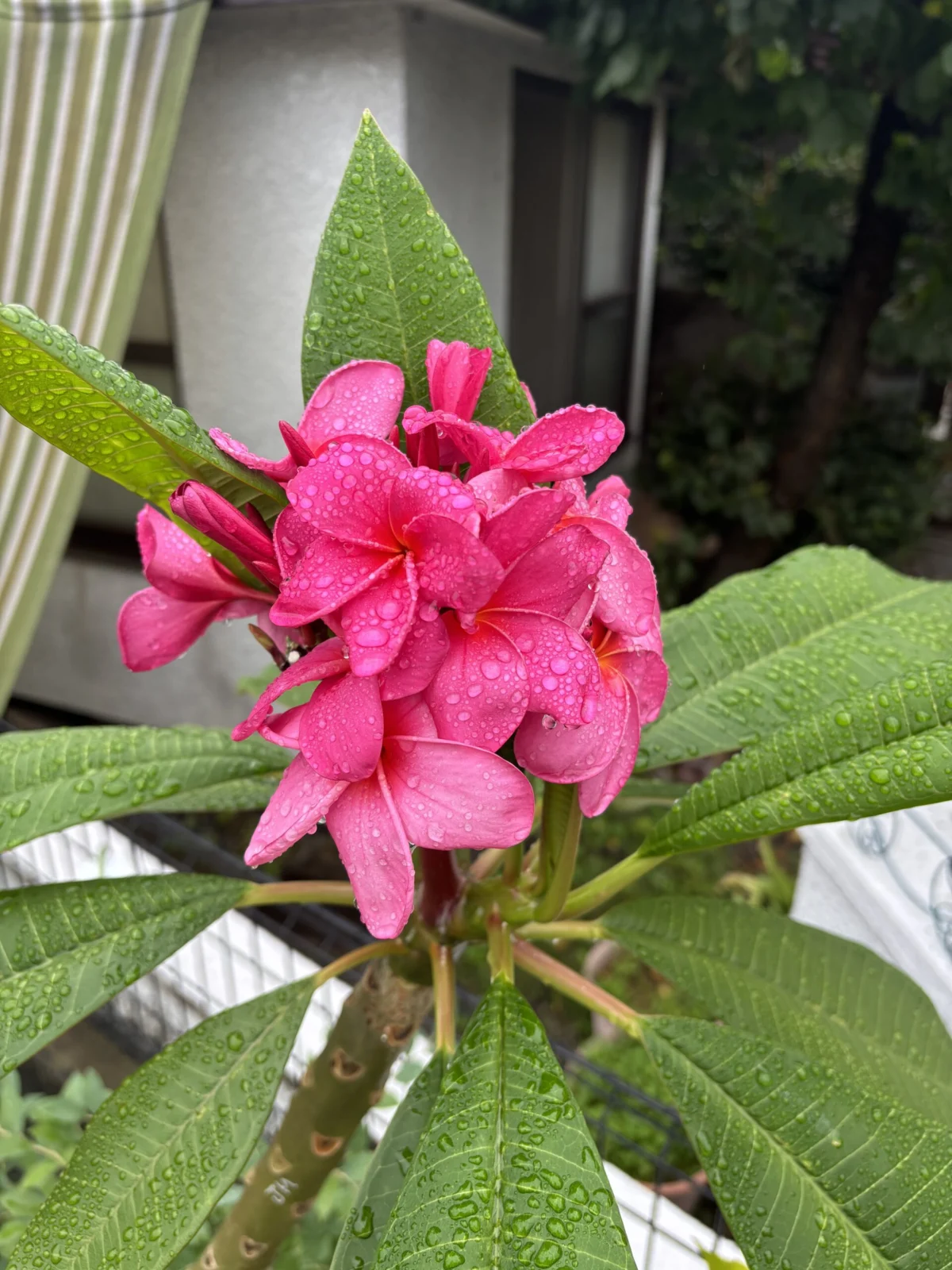 プルメリア 実生 花