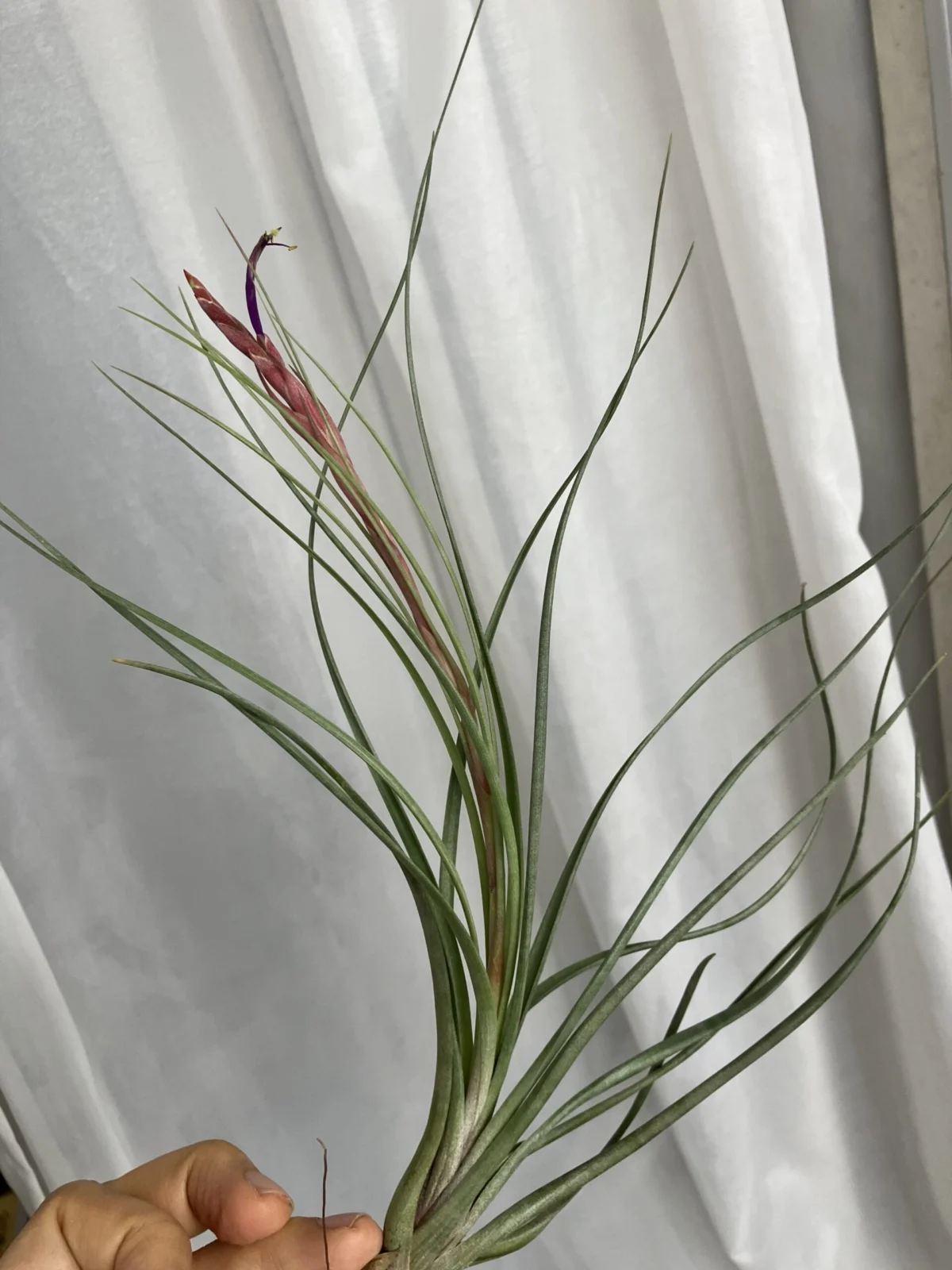 ティランジア フロリダナ 開花