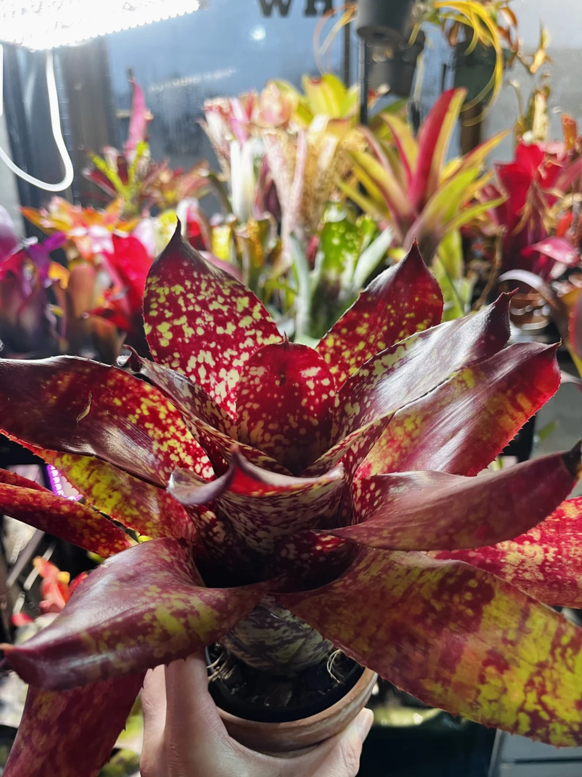 ネオレゲリア　ニンバス