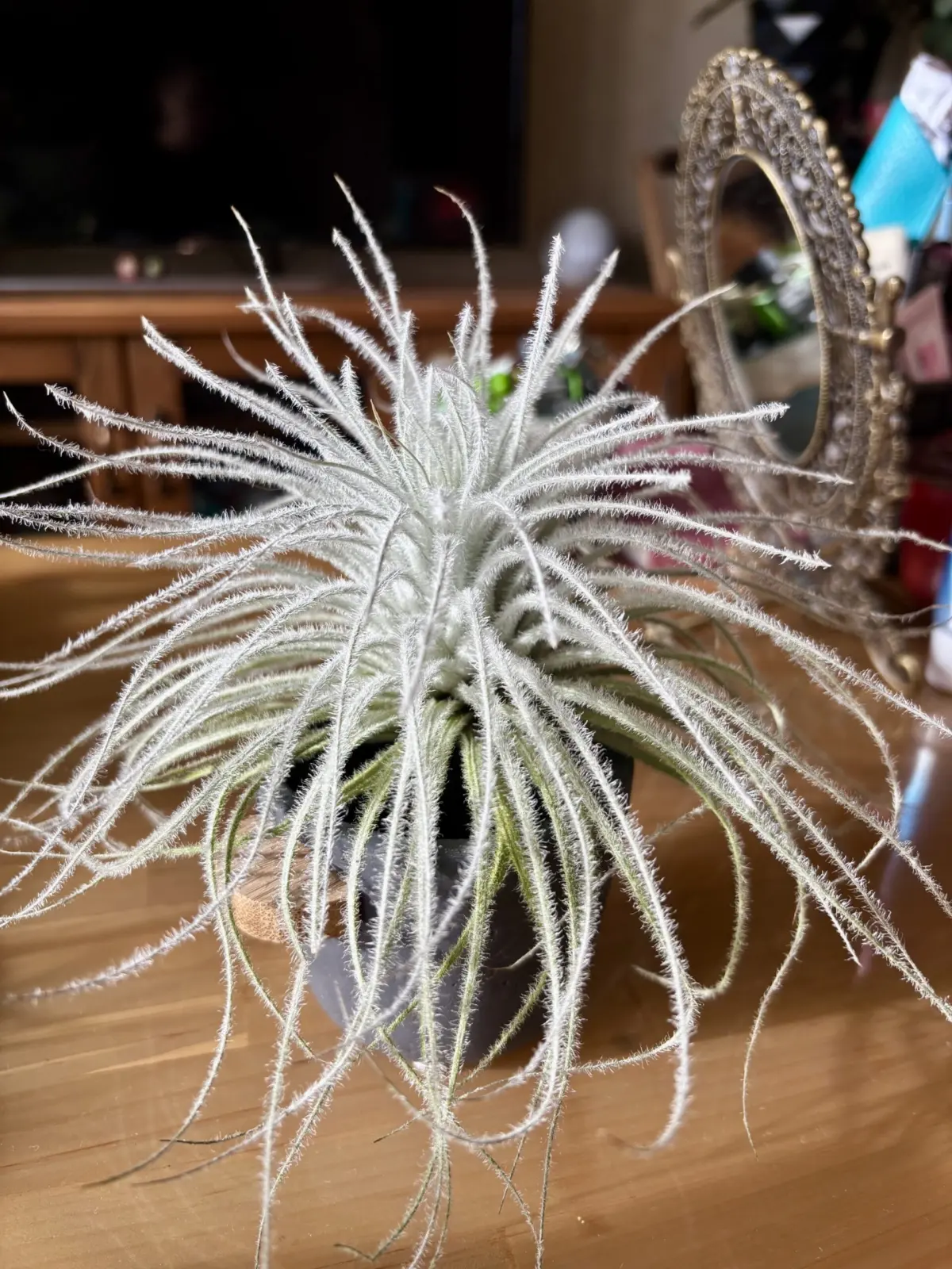 ティランジア/テクトラム