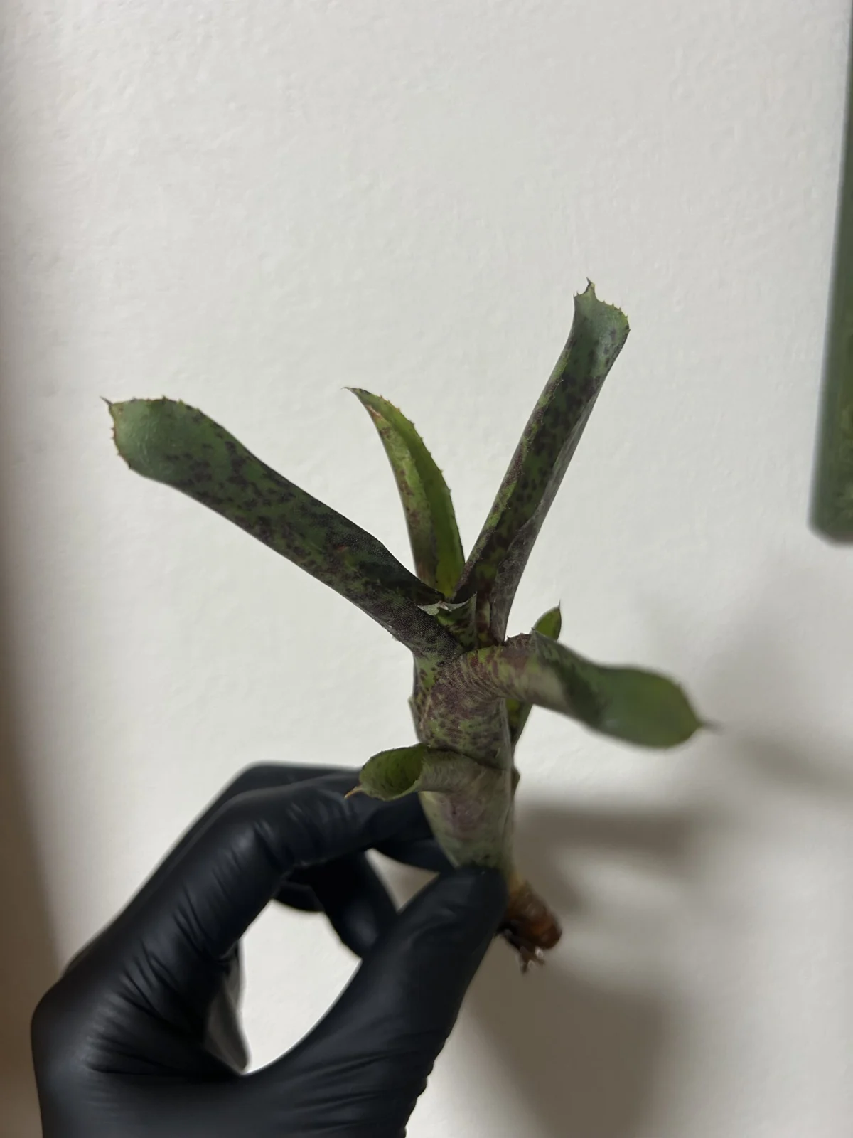 ネオレゲリア/オーストラリアンペッパー