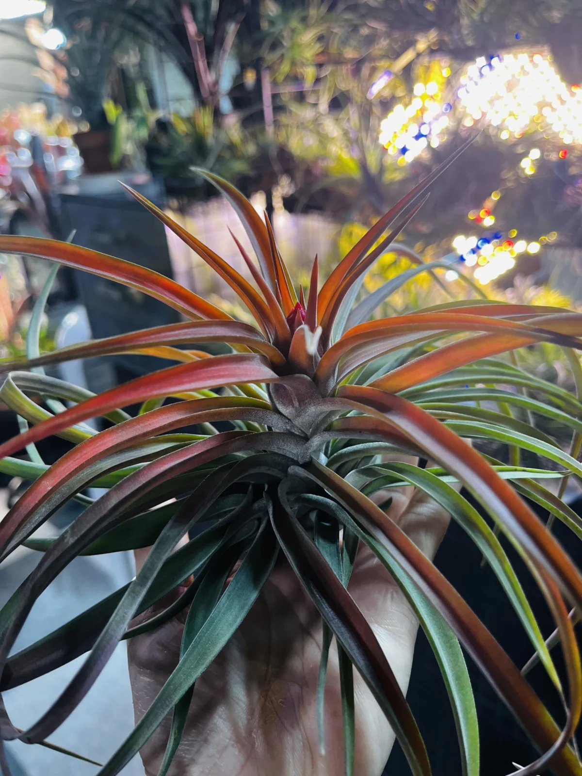 ティランジア　ベルティナ　蕾