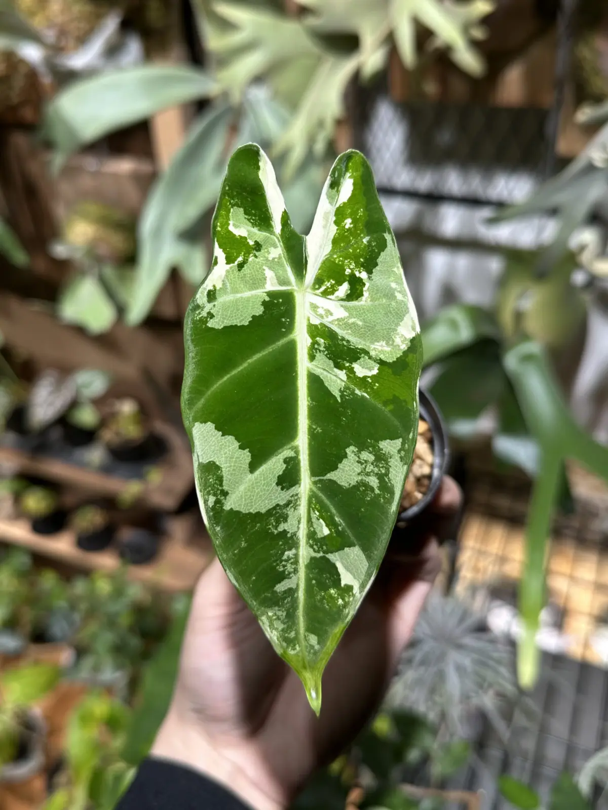 アロカシア　グリーンベルベット　斑入り