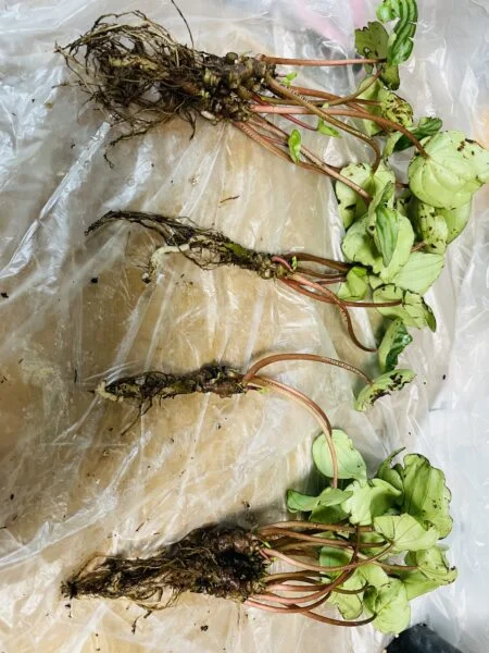 ぺぺロミア サンデルシー スイカぺぺ 植え替え