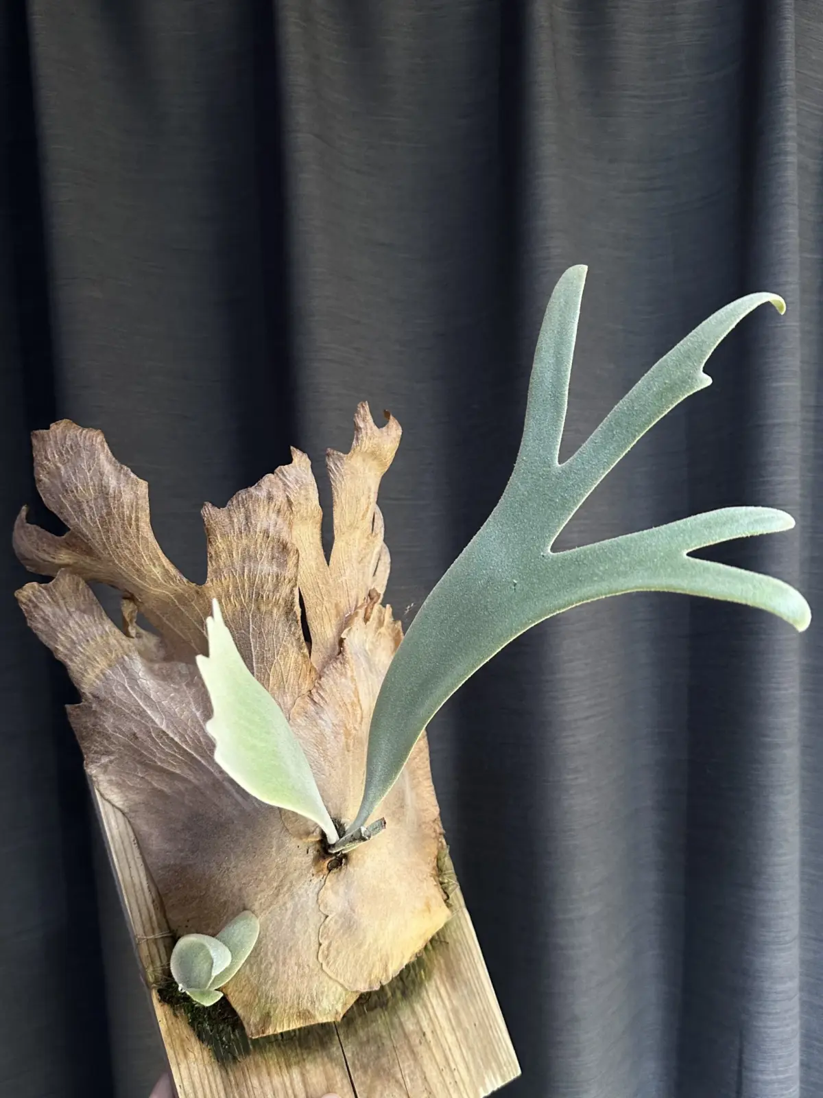 ビカクシダ　札落ち