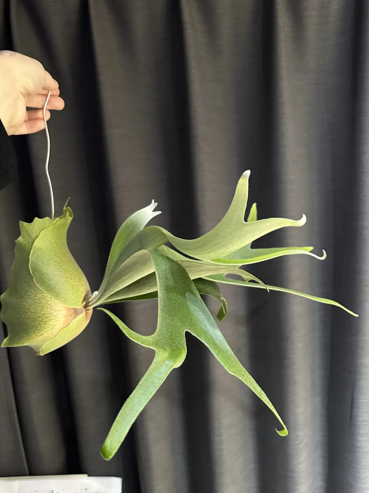 ビカクシダ　札落ち