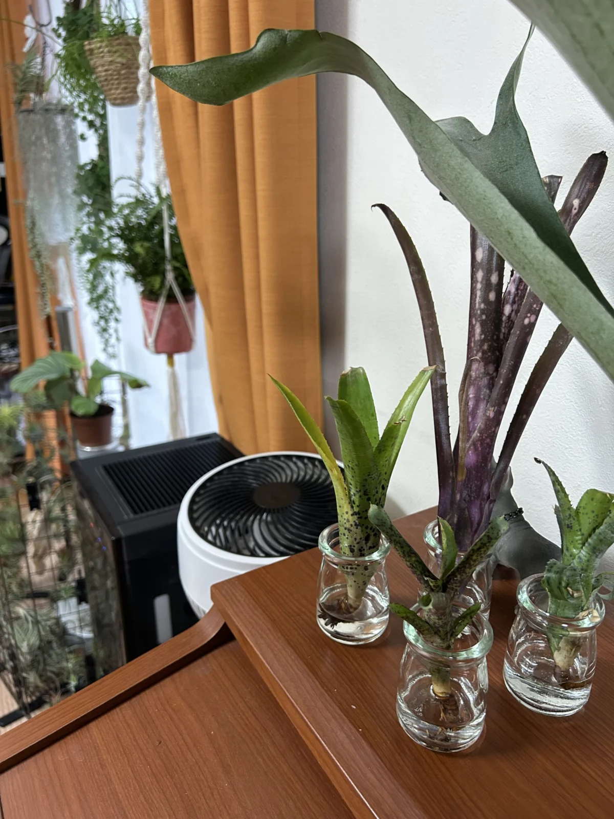 ネオレゲリア/オーストラリアンペッパー