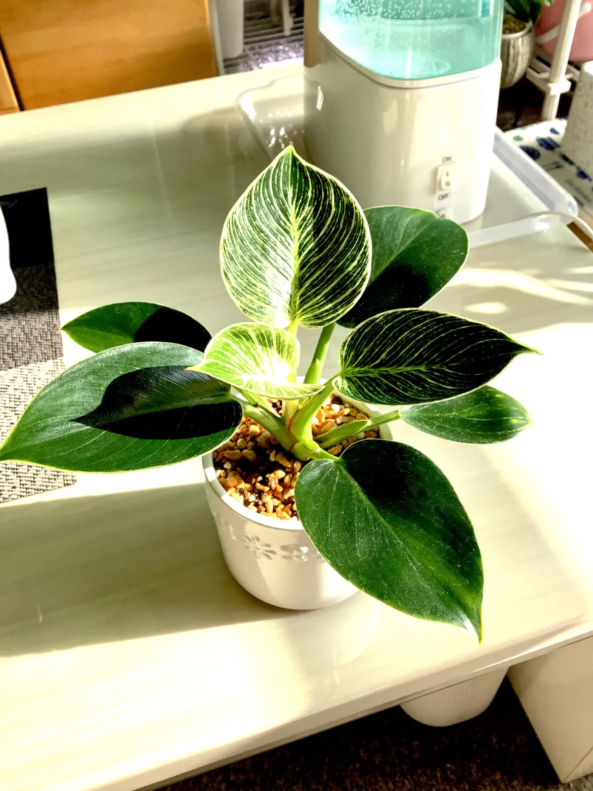 フィロデンドロン　バーキン　子株