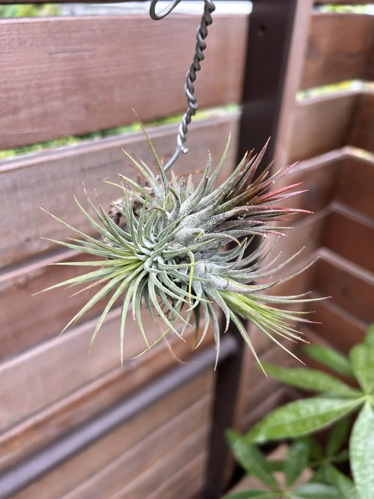 ティランジア　イオナンタ