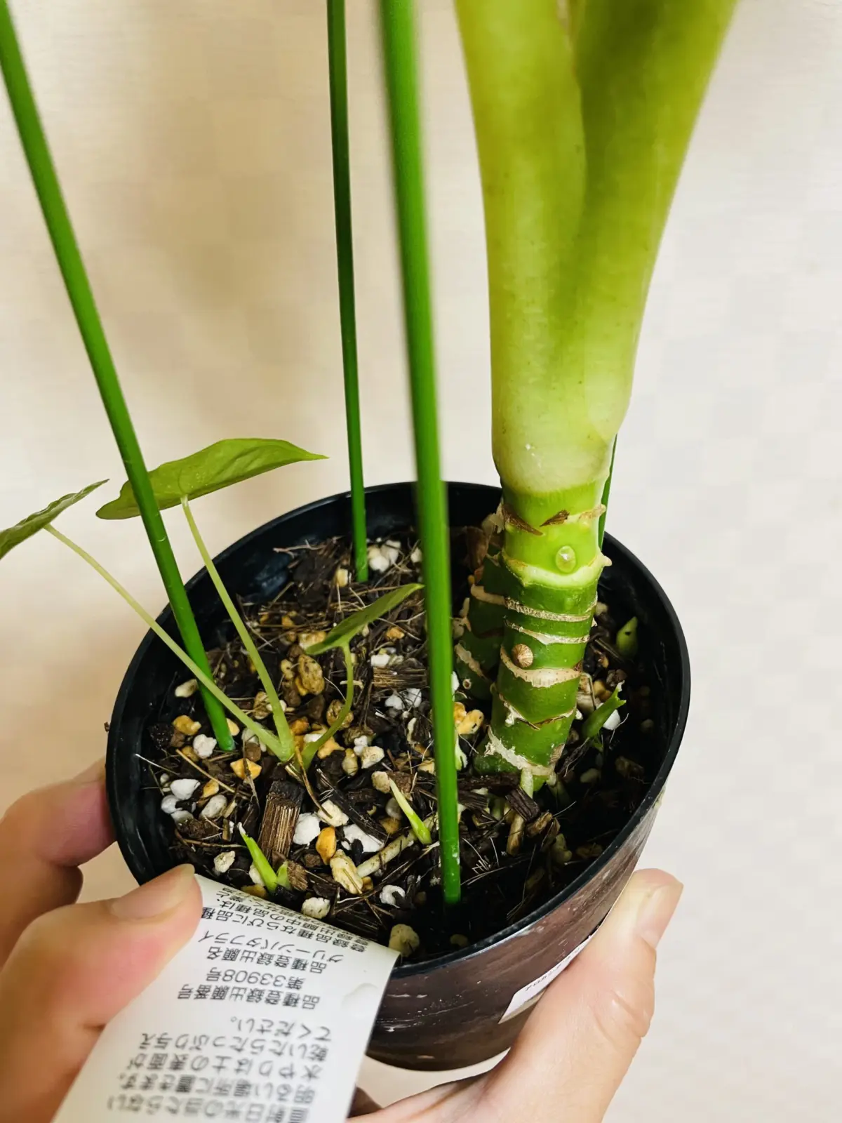 アロカシア　グリーンバタフライ　グリーンベルベット　バリエガータ　斑入り　子株　芋？