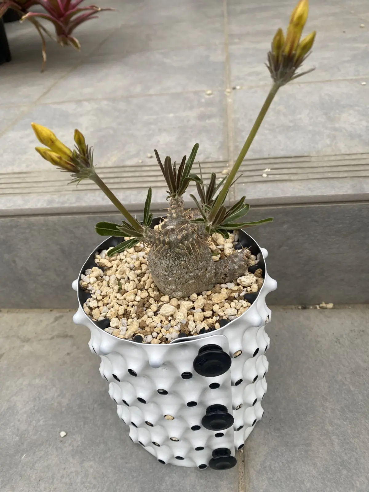 パキポディウム　グラキリス　実生