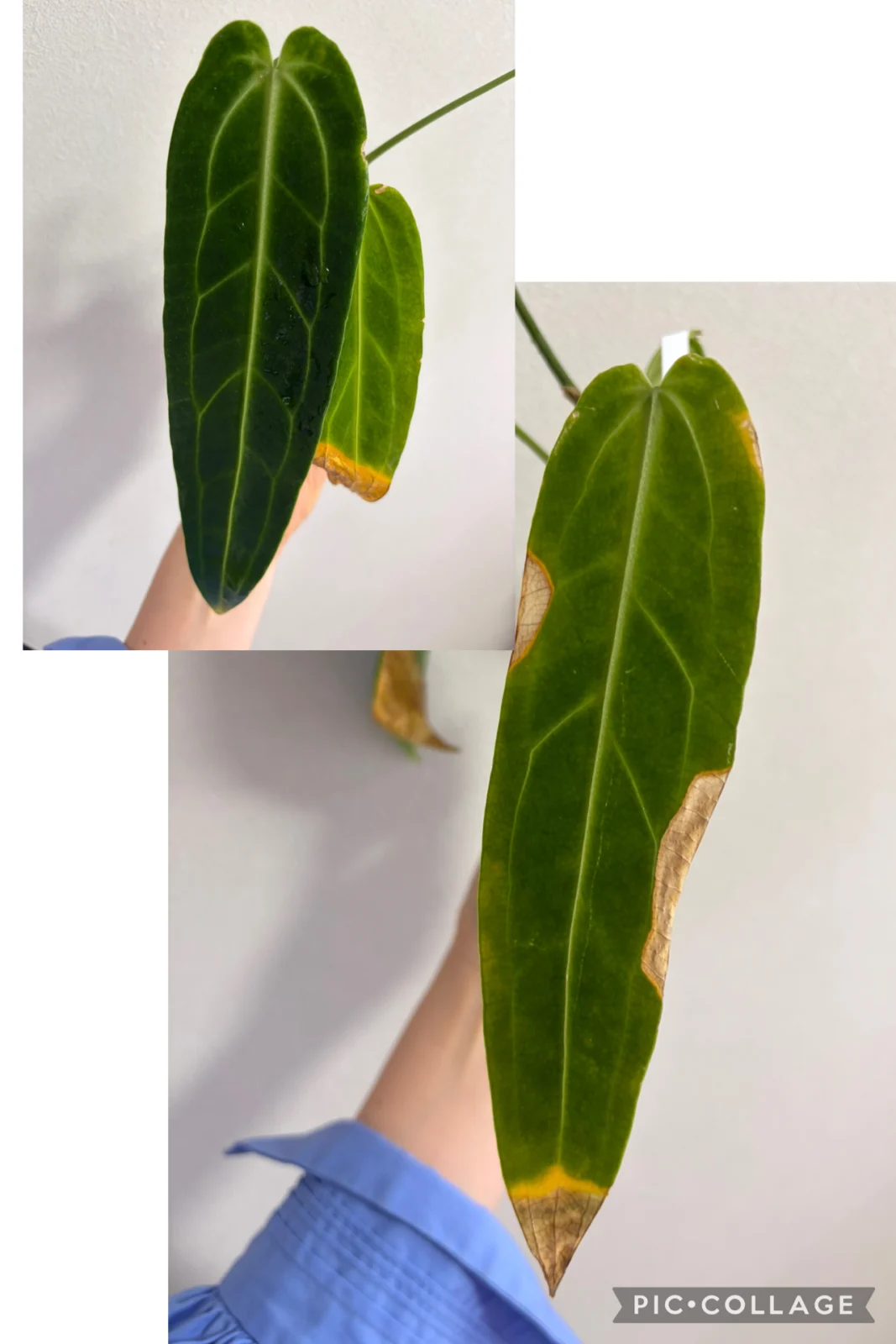 アンスリウム　ワロクアナム　横浜