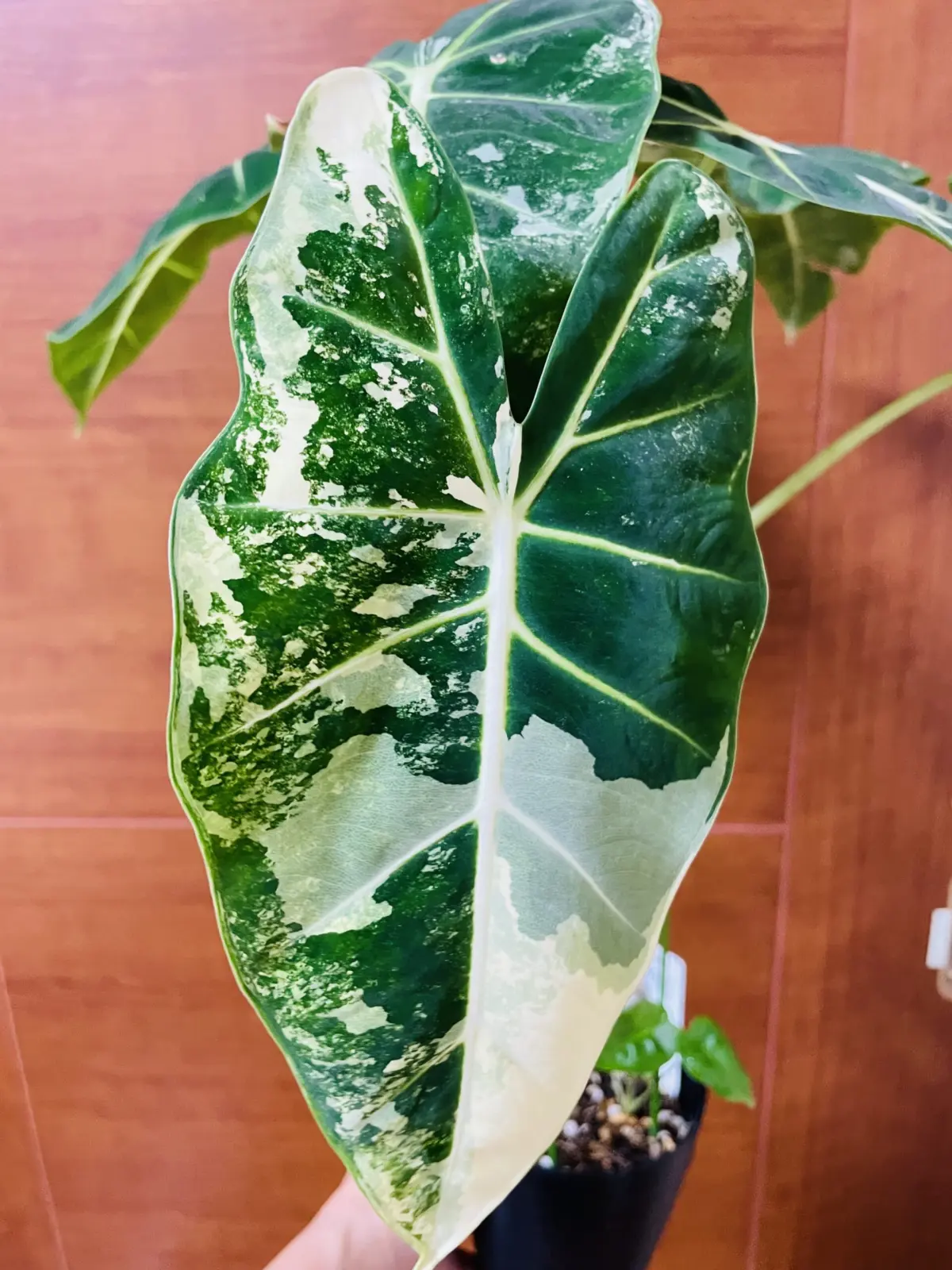 　アロカシア　グリーンバタフライ　グリーンベルベット　バリエガータ　斑入り　新葉