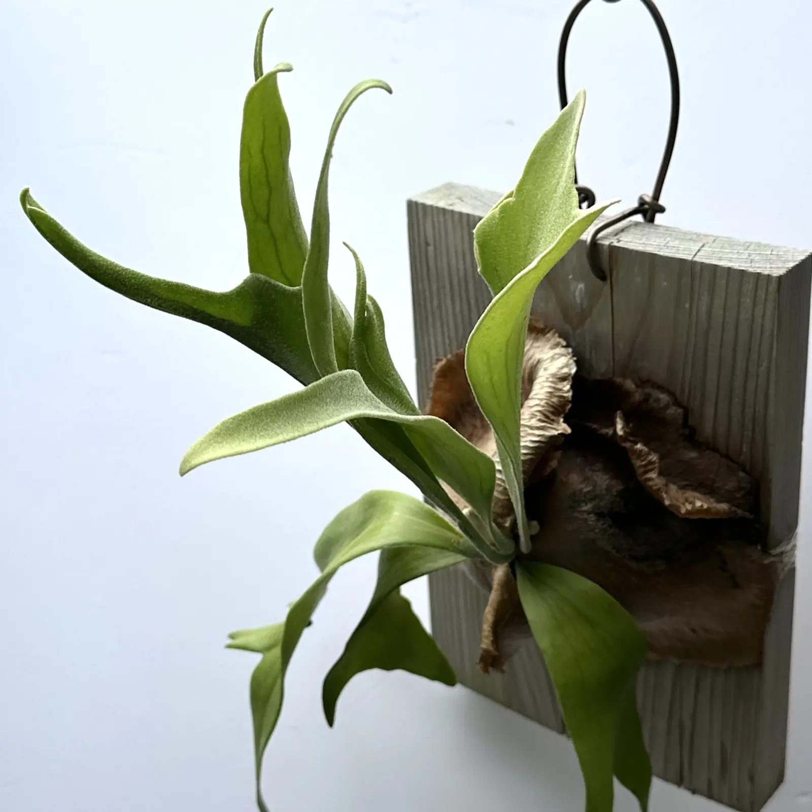 ビカクシダ　ネザーランド